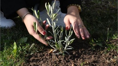 Balıkesir’de Öğretmenlerin Hatırası Zeytin Fidanlarıyla Yaşatılıyor