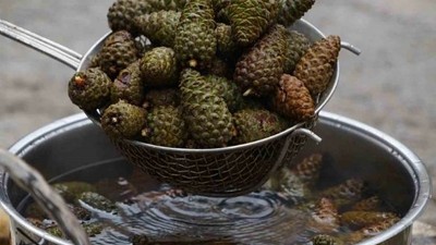 Çam Kozalağından Şurup Yapımını Duydunuz Mu?