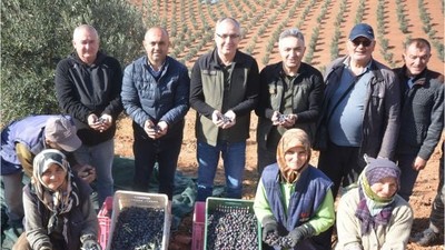 Balıkesir'de Zeytin Hasadı 3 Milyon TL Kazandırdı