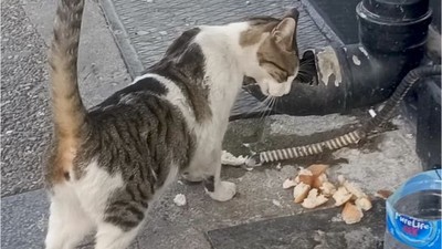 Balıkesir’de Su Borularından Mama Akıyor!