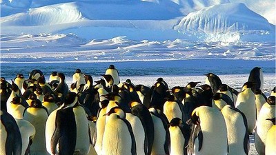 Dünyada Hiç Penguen Yok! Peki Bizim Gördüklerimiz Ne?