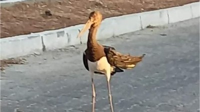 Nesli Tükenmekte Olan Kara Leylek Edremit’te Ölümden Döndü