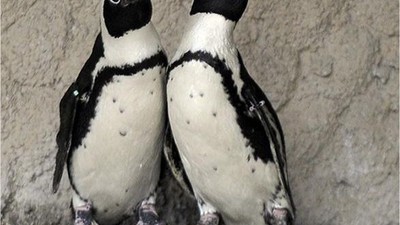 Penguenlerin Nesli Tükeniyor