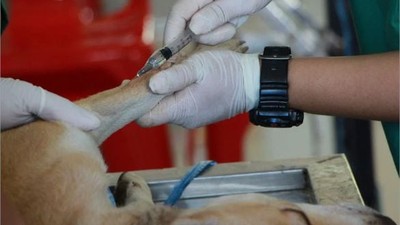 Balıkesirli Veterinerler Şiddete Uğradı!