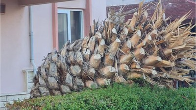 Edremit’te Palmiye Ağaçları Ölüyor