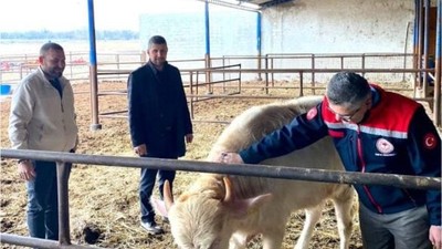Balıkesir'in Manda Kaymağı Hikayesi Büyüyor!