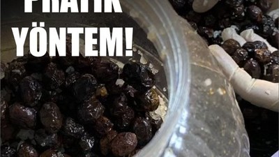 Balıkesir'de Zeytin Tuzlama Nasıl Yapılır?