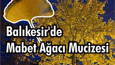 Balıkesir'de Mabet Ağacı Mucizesi