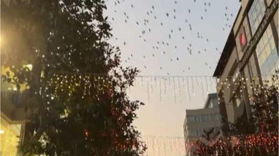 Kuşların Göçü Vatandaşları Heyecanlandırdı
