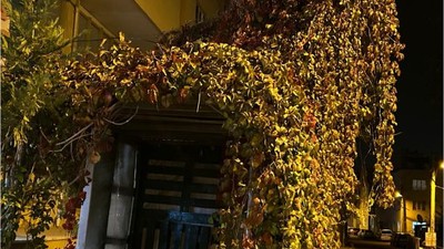 Sarmaşıklarla Kaplı Taksi Durağı İlgi Çekiyor