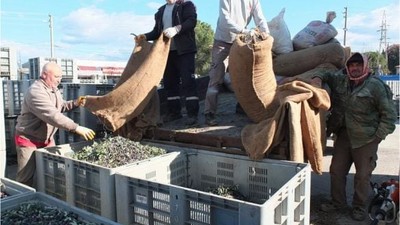 Zeytincinin Zor Yılı! Kuraklık Yetmedi Lodos da Vurdu