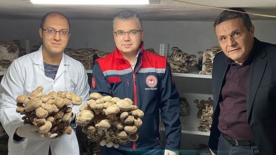 Balıkesir’de Shiitake ve Kral İstiridye Mantarı Hasadı Başladı