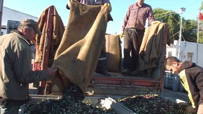 Burhaniye'de Düşük Rekolte Üreticiyi Zor Durumda Bıraktı