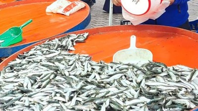 Edremit’te Hamsi 1 Saatte Tükendi