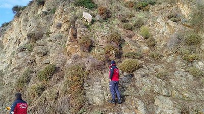 Kayalıklarda Mahsur Kalan Koyunun İmdadına İtfaiye Yetişti