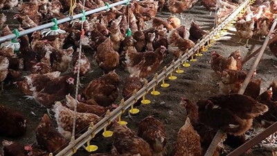 Kümes Hayvancılığı Üretimi Yükselişte