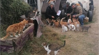 Marmara Adalar Belediyesi Sokak Hayvanlarını Unutmadı