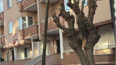 Balıkesir’de Ağaç Budama Çalışmaları Devam Ediyor