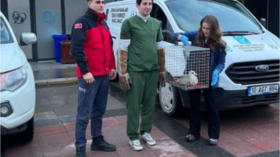 Ayağı Kırık Martı İçin Seferber Oldular