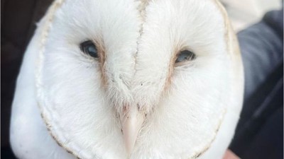 Bandırma'da Peçeli Baykuş Doğaya Salındı