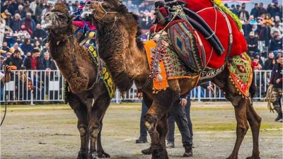 Balıkesir'de Folklorik Deve Gösterisi Nasıl Yapılır?