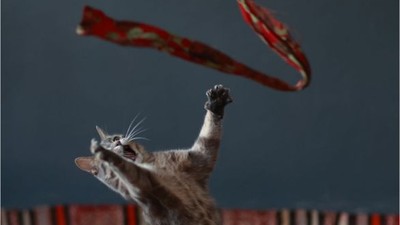 Edremit'te Sevimli Patiler Kamera Karşısına Geçti