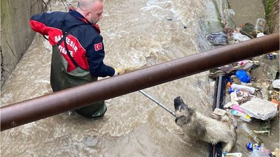 Balıkesir'de 2 Köpek Tahliye Kanalına Düştü