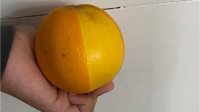 Balıkesir'de Vatandaş Şaşkına Döndü! "Portakal Aldık Şaşırdık"