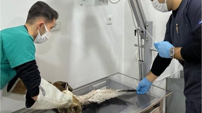 Ağaçta Mahsur Kalan Yaralı Martıyı İtfaiye Kurtardı