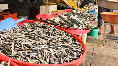 Bandırma’da Balık Fiyatları Uçtu: Hamsi 300 TL’yi Gördü!