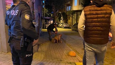 Bandırma'da Pitbull Dehşeti