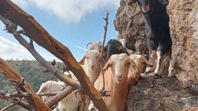 Burhaniye'de Kayalıklarda Keçi Kurtarma Operasyonu