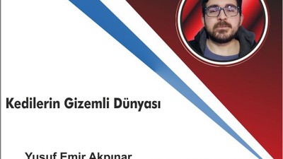 Kedilerin Gizemli Dünyası