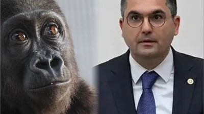 Dalgın'dan Goril Yavrusuna Çok Konuşulacak İsim Önerisi