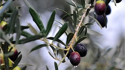 Zeytin Üretiminde Büyük Fırsat! Başvurular Başladı