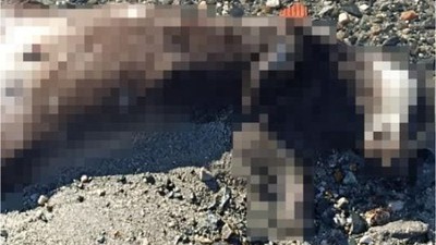 Erdek Çuğra Sahilinde Şaşırtan Manzara