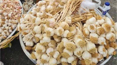 Sarımsak Artık Tane İle Alınıyor