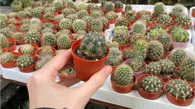Balıkesir'de Kaktüsler Popüler Bir Tercih