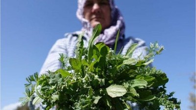Balıkesir Köylerinde Şifalı Otlar