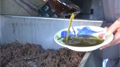 Ayvalık’ta Popüler! Zeytin Sütü Nedir?
