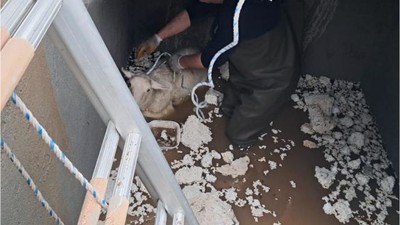 Mahsur Kalan Koyun İçin Seferber Oldular