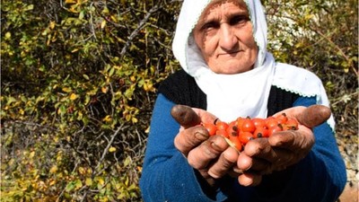 Balıkesirliler Sağlık İçin Kuşburnu Tüketiyor