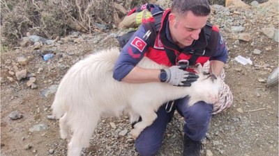 BURHANİYE’DE KEÇİ KURTARMA OPERASYONU