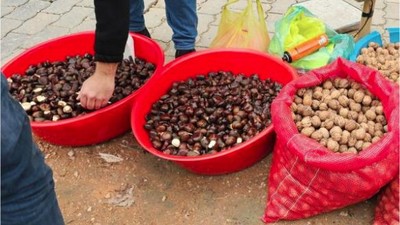 Kestane Skandalı! Saç Spreyiyle Parlatıp Sattılar!