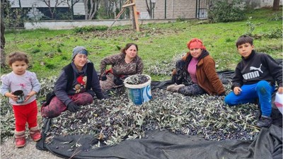 Edremit'te Zeytin Hasadında Sona Yaklaşıldı