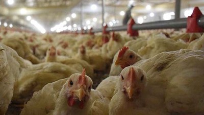 2024 Aralık Ayı Kümes Hayvancılığı Üretimi Verileri Açıklandı