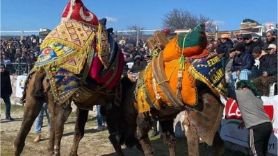 Balıkesir ve Çevre İllerden 190 Deve Ayvacık’ta Güreşti