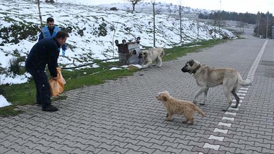 Büyükşehir Belediyesi’nden Kış Şartlarında Sokak Hayvanlarına Destek