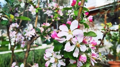 Kış Ortasında Çiçek Açan Elma Ağacı Şaşırttı