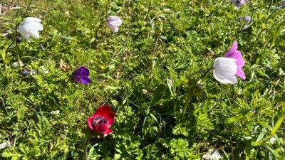 Kır Çiçeklerinden Çay Yapımı